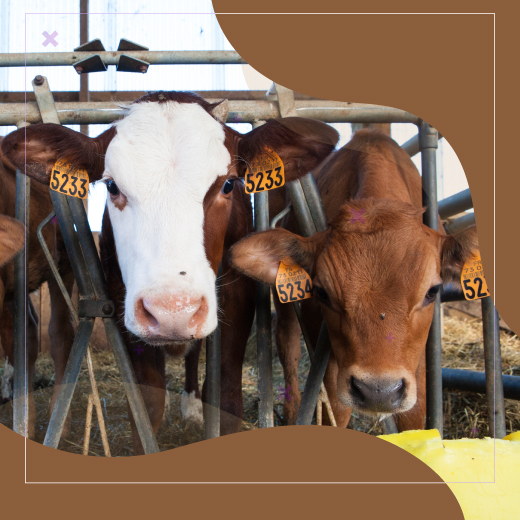 Animal Husbandry